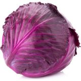 Yüzyıl Tohumculuk Kırmızı Lahana Tohumu