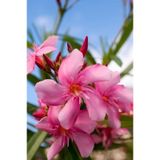 ZAKKUM ÇİÇEĞİ 10 ADET - Nerium Oleander Dış Mekan Çiçeği