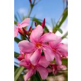 ZAKKUM ÇİÇEĞİ 5 ADET - Nerium Oleander Dış Mekan Çiçeği