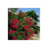 Zakkum Çiçeği Fidanı Kırmızı 40-60 Cm