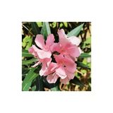 Zakkum Çiçeği Fidanı Pembe 10-20 cm