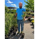 Zakkum Çiçeği Fidanı Pembe 90-120 cm