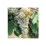 Zambak 2 Yaş Üzüm ve Sarma İçin Taze Yapraklarıyla Mükemmel fidanı- Kınalı Yapıncak (Vitis Vinifera)