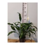 Zambak Barış çiçeği (Selam Çiçeiği, Peace Lilly, Spathiphyllum Wallisii )