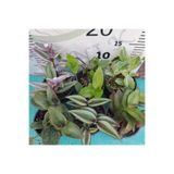 Zambak Botanik 6 Adet Telgraf Çiçeği (Tradescantia) – Renkli, Sarkıcı Yaprak Güzeli iç ve dış mekan bitkisi