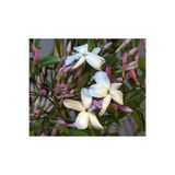 Zambak Botanik Jasminum polyanthum - Hoş Kokulu ve Gösterişli Çiçekli Pembe yasemin Bitki (Şam yasemini DEĞİL)