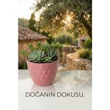 Zambak Plastik Evim 365 Kaktüs&sukulent Saksı Yuvarlak - Pembe