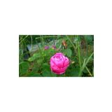 Zambak Yediveren Isbarta gülü (Şam gülü, Damask rose, Reçellik gülü)