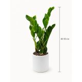 ZAMİA BİTKİSİ - ZEZE ÇİÇEĞİ BEYAZ SERAMİK SAKSIDA (40-50 CM)