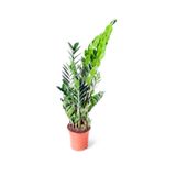 Zamia Zamioculcas Zamiifolia Zeze Çiçeği Ev Ofis Salon Iç Mekan Bitkisi 60 cm