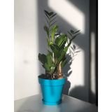 Zamia - Zamioculcas - Zeze Çiçeği