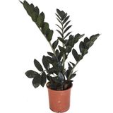 Zamioculcas Raven (Zeze Çiçeği)