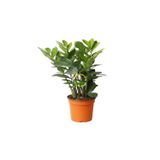 Zamioculcas Zamifolia Zamia Çiçeği 30-40 cm | İç Mekan Bitkisi, Canlı Bitki, 30-40 cm Boy