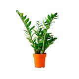 Zamioculcas Zamifolia Zamia Çiçeği 60-70 cm | İç Mekan Bitkisi, Dekoratif Bitki, Canlı Bitki