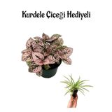 Zarif Pembe Yapraklı Hostes Çiçeği Sevgililer Gününe Özel Kurdele Çiçeği Hediyeli, SRD30012025BYB1014