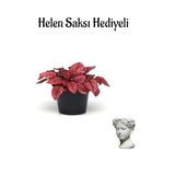 Zarif Yapraklı Kırmızı Renk Hostes Çiçeği Sevgililer Gününe Özel Helen Saksı Hediyeli, BTS001NA2023