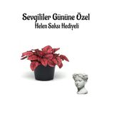 Zarif Yapraklı Kırmızı Renk Hostes Çiçeği Sevgililer Gününe Özel Helen Saksı Hediyeli, SRD30012025BYB962