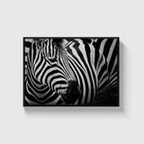 Zebra Tablo Çerçeveli Poster Duvar Dekorasyonu - 50 x 70 - Siyah Çerçeveli