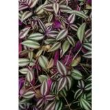 Zebrina Telgraf Çiçeği Fidanı Tradescantia 10-20 cm
