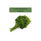 Zencefil Organik 10 gr Kıvırcık Frenk Maydanoz Tohumu