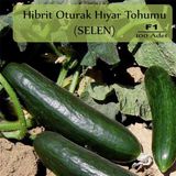 Zencefil Organik 100 Adet Selen Hibrit Oturak Salatalık Tohumu