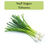 Zencefil Organik 10x2000 Adet Taze Soğan Tohumu