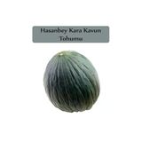 Zencefil Organik 10x300Adet Kara Kavun Tohumu