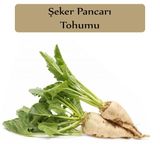 Zencefil Organik 10x500 Adet Pancar Tohumu