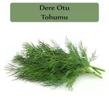 Zencefil Organik 10x5000 Adet Gönen Dere Otu Tohumu