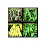 Zencefil Organik 4 Çeşit Fasulye Tohumu No8 Cino Sarı Kız 40 Günlük Fasülye Feymen Kılçıksız Sarı Fasulye Tohumu 1kg.