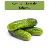 Zencefil Organik 5x300 Adet Turşuluk Salatalık Tohumu