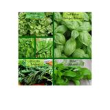 Zencefil Organik 6 Paket Tohum No11 Yeşil Fesleğen Maydanoz Nane Kuzukulağı Tohumu Dere Otu Roka Yeşillik Tohumları