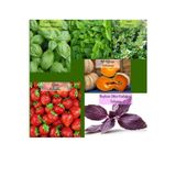 Zencefil Organik 6 Paket Tohum No14 Yeşil Fesleğen Reyhan Tohumu Mor Fesleğen Nane Kekik Bal Kabağı Çilek Tohumu