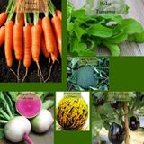 Zencefil Organik 6 Paket Tohum No15 Havuç Tohumu Roka Kara Kavun Topan Patlıcan Karpuz Turp Kırkağaç Kavun Tohumu