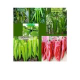 Zencefil Organik 6 Paket Tohum No16 Tatlı Kıl Demre Üçburun Köy Biberi Tohumu Çarliston Kapya Dolma Biber Tohumu