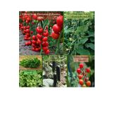 Zencefil Organik 6 Paket Tohum No17 Hibrit F1 Domates Tohumu F1 Badem Salatalık F. Maydanoz Alman Hıyarı Çeri Tohumu