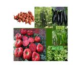 Zencefil Organik 6 Paket Tohum No18 Arpacık Soğan 1 Kg. Iska Hibrit Salatalık Patlıcan Köy Domatesi Biberi Tohumu