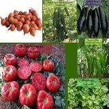Zencefil Organik 6 Paket Tohum No18 Arpacık Soğan 1 Kg. Iska Hibrit Salatalık Patlıcan Köy Domatesi Biberi Tohumu