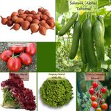 Zencefil Organik 6 Paket Tohum No20 Kıska Iska 1 Kg. Arpacık Soğan Salatalık Domates Marul Cherry Domates Tohumu