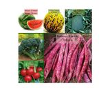 Zencefil Organik 6 Paket Tohum No5 Karpuz Tohumu Hasanbey Kırkağaç Kavun Tohumu Brokoli Turp Kınalı Barbunya Tohumu