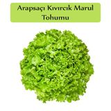 Zencefil Organik Arapsaçı Marul Tohumu 1 Paket (10 Gr=5000+ Adet) Kıvırcık Marul Tohumu Arap Saçı