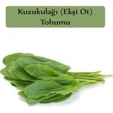 Zencefil Organik Ekşi Otu Tohumu Kuzukulağı Tohumu 1 Paket (1gr) Kuzu Kulağı Ekşimen Otu Tohumu - 1 gr
