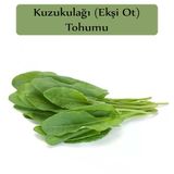Zencefil Organik Ekşi Otu Tohumu Kuzukulağı Tohumu 1 Paket (1Gr) Kuzu Kulağı Ekşimen Otu Tohumu