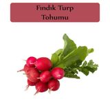 Zencefil Organik Fındık Turp Tohumu 1 Paket (10Gr=1000+ Adet) Turp Tohumu Fındık Turp