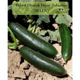 Zencefil Organik Hibrit Oturak Salatalık Tohumu 100 Adet Selen Hibrit Hıyar Tohumu F1 - Standart
