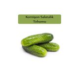 Zencefil Organik Hıyar Tohumu 1 Paket Turşuluk Salatalık Tohumu Kapalı Paket Yüksek Verimli Tohum Kornişon