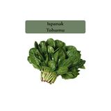 Zencefil Organik Ispanak Tohumu 1 Paket (10Gr=950+ Adet) Matador Ispanak Tohumu