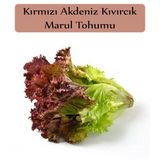 Zencefil Organik Kırmızı Marul Tohumu 1 Paket (1Gr=850+ Adet) Akdeniz Kıvırcık Tohumu