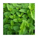 Zencefil Organik Nane Tohumu 1 Paket (0,02GR) Mint - 1 Adet