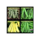 Zencefil Organik No8 4'lü Karma Fasülye Tohumları Toplamda 1kg. Fasulye Tohumu (250'şer Gr Cino Sarı Kız Feymen Erva)